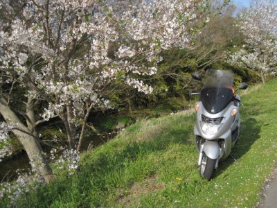 川べりの桜とバイク