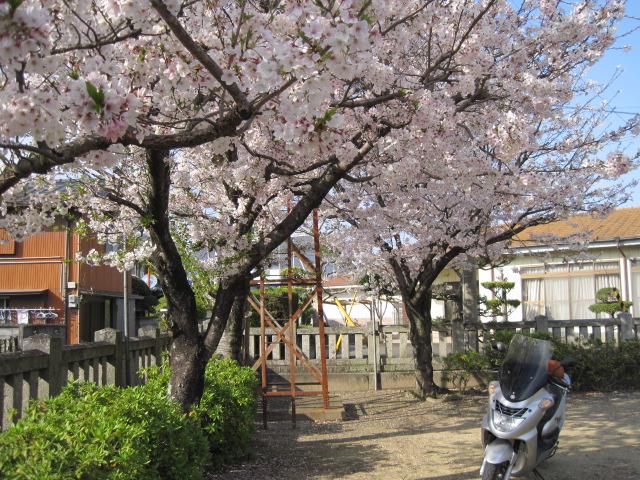 神社の桜1