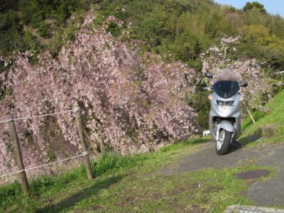 しだれ桜とバイク