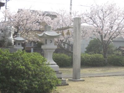 神社の桜2